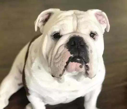 英斗怎么养,英斗如何养