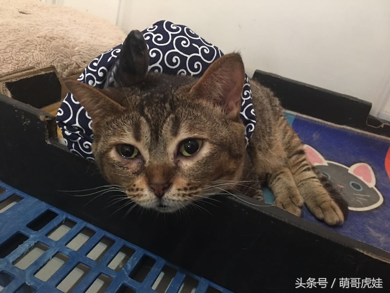 铲屎的给喵星人买了好多卖萌装备，小猫试穿后一脸懵莫名戳中萌点