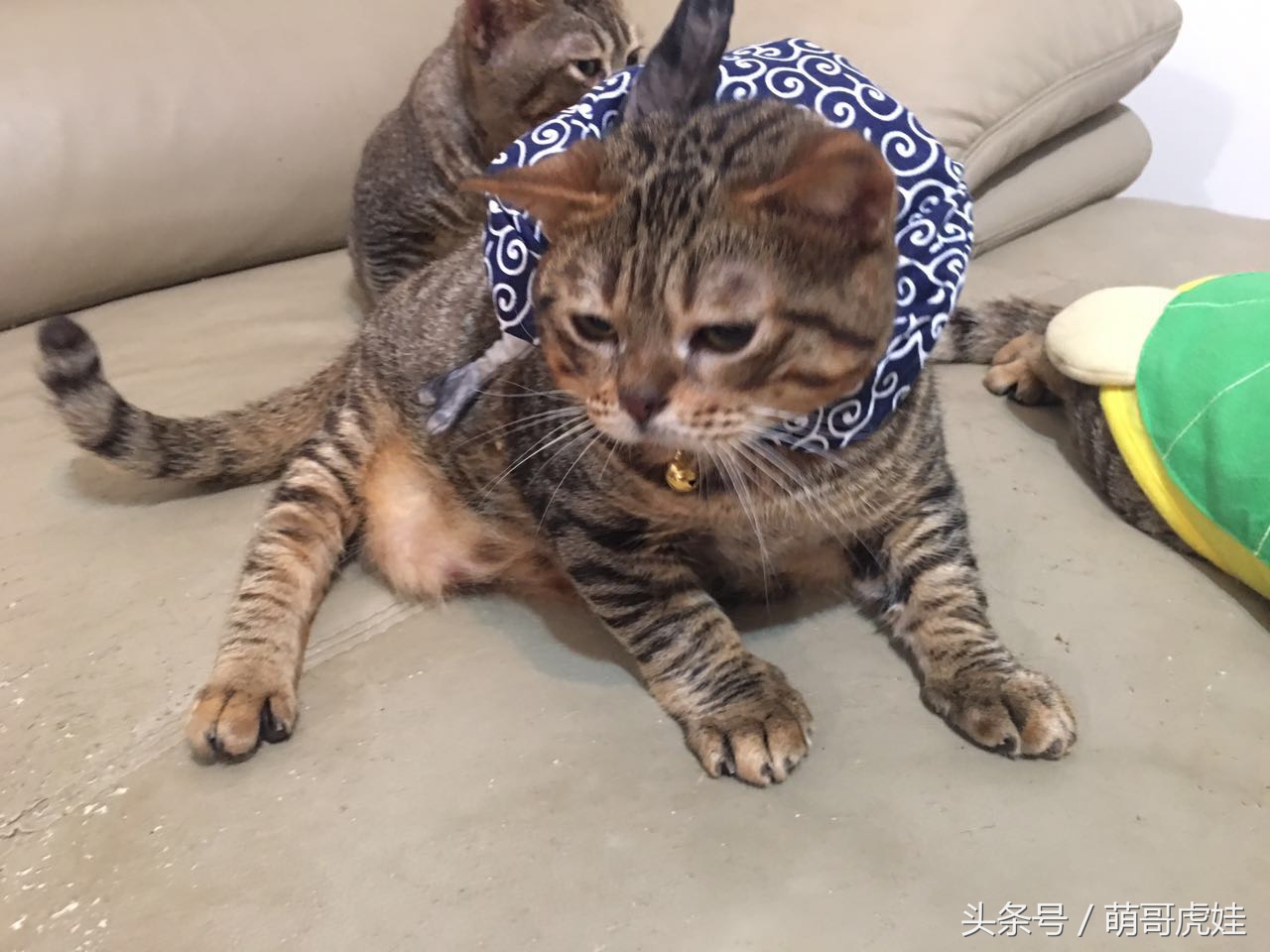 铲屎的给喵星人买了好多卖萌装备，小猫试穿后一脸懵莫名戳中萌点
