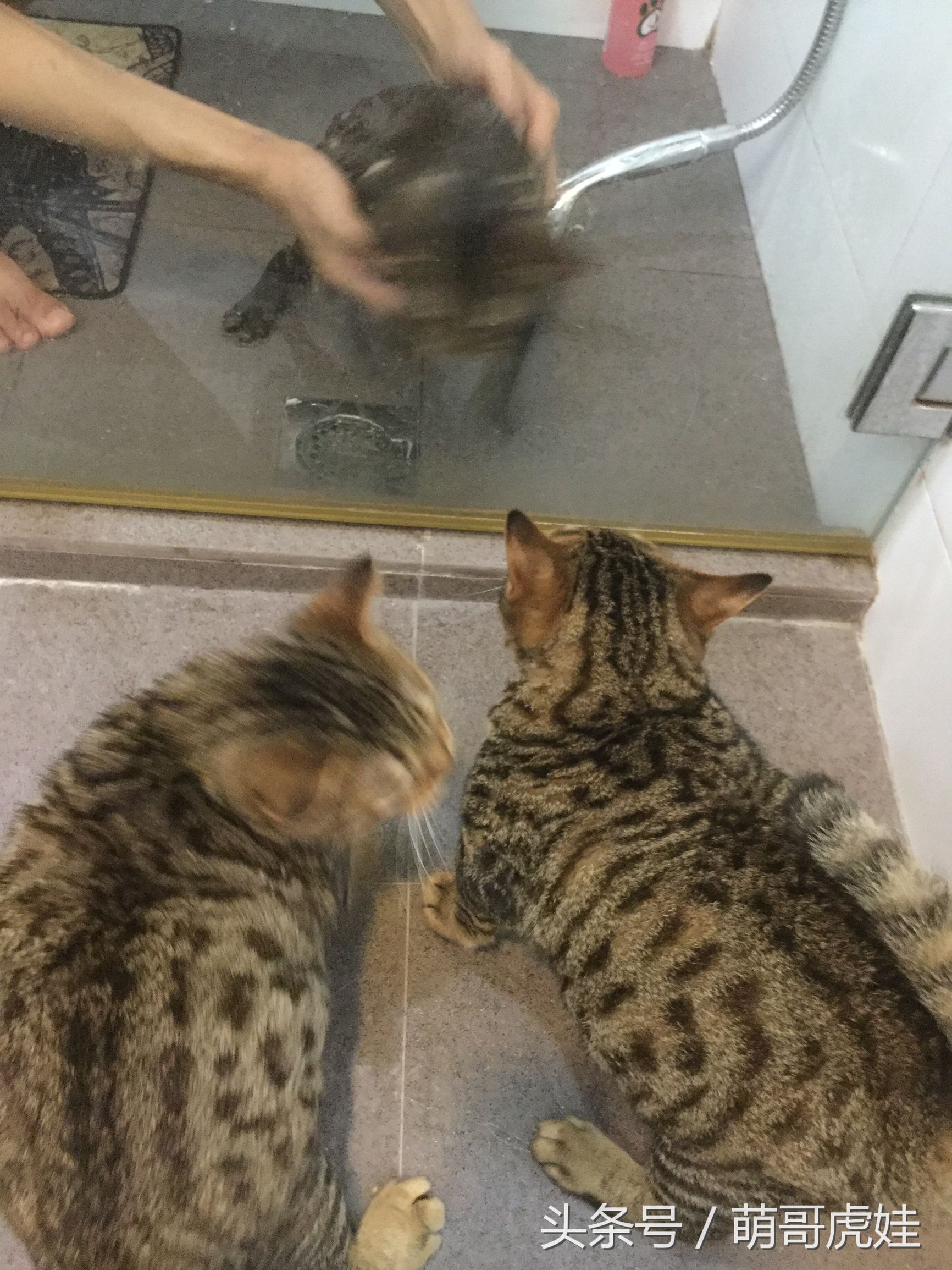 铲屎的给喵星人买了好多卖萌装备，小猫试穿后一脸懵莫名戳中萌点