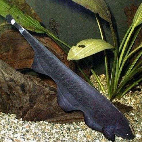 热带鱼常见病害及防治,热带鱼的常见病和治疗方法