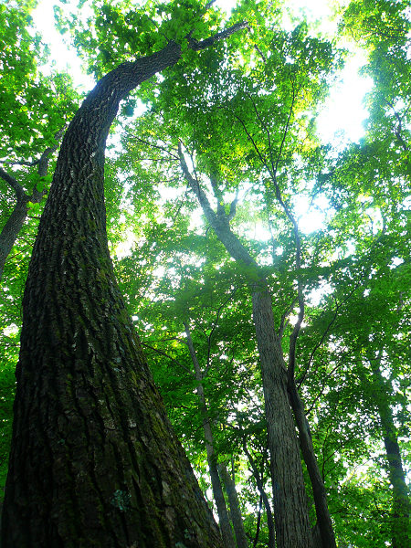 农民常见植物有哪些,农村常见的植物科普