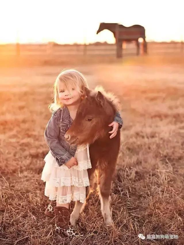 这些小巧可爱的迷你马