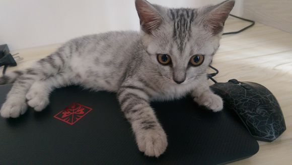 去宠物市场，1200买下只英短猫，喂养两月后，我们的噩梦开始了！