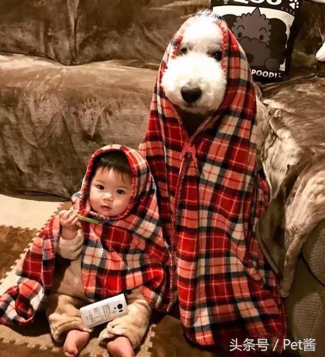 两个月的巨型贵宾犬,七个月大的巨型贵宾犬