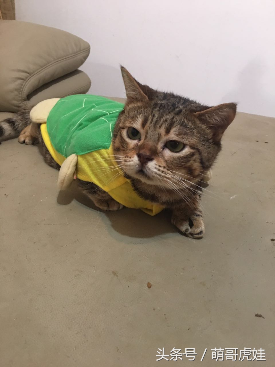 铲屎的给喵星人买了好多卖萌装备，小猫试穿后一脸懵莫名戳中萌点