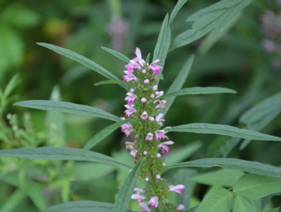 用益母草泡水喝有什么好处,用嫩益母草煮水喝有什么功能