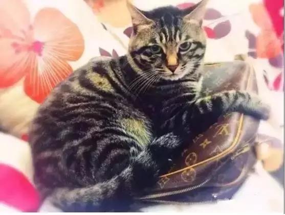 胖虎来临沂了！胖虎是谁？他来干啥？