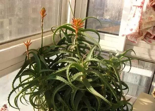 生活妙招：花友们自己制作芦荟面膜