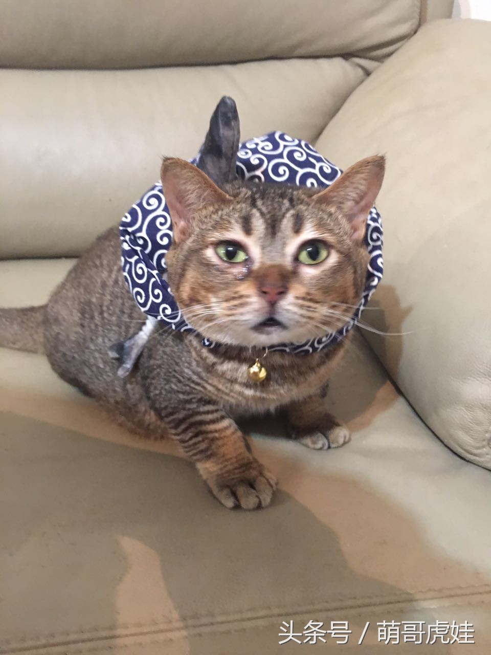 铲屎的给喵星人买了好多卖萌装备，小猫试穿后一脸懵莫名戳中萌点