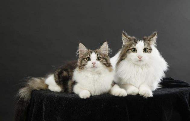 猫咪品种大盘点长毛猫篇,不掉毛猫咪的品种大全