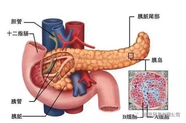 食品酵素的功能与功效,养生每天补充酵素
