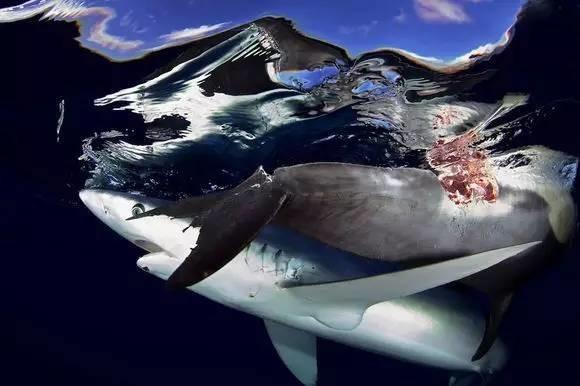 虎鲸和海豚打得赢鲨鱼吗,巨齿鲨打得过巨型虎鲸吗
