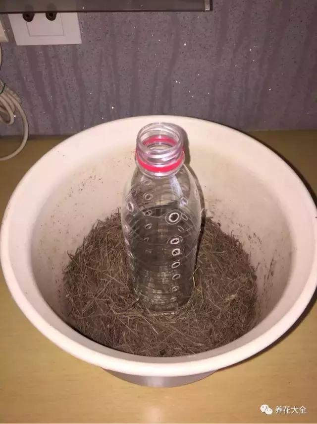 小小的绿萝，竟然完爆你家其他花，甩出十条街都不止！