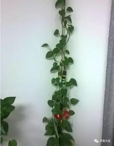 小小的绿萝，竟然完爆你家其他花，甩出十条街都不止！