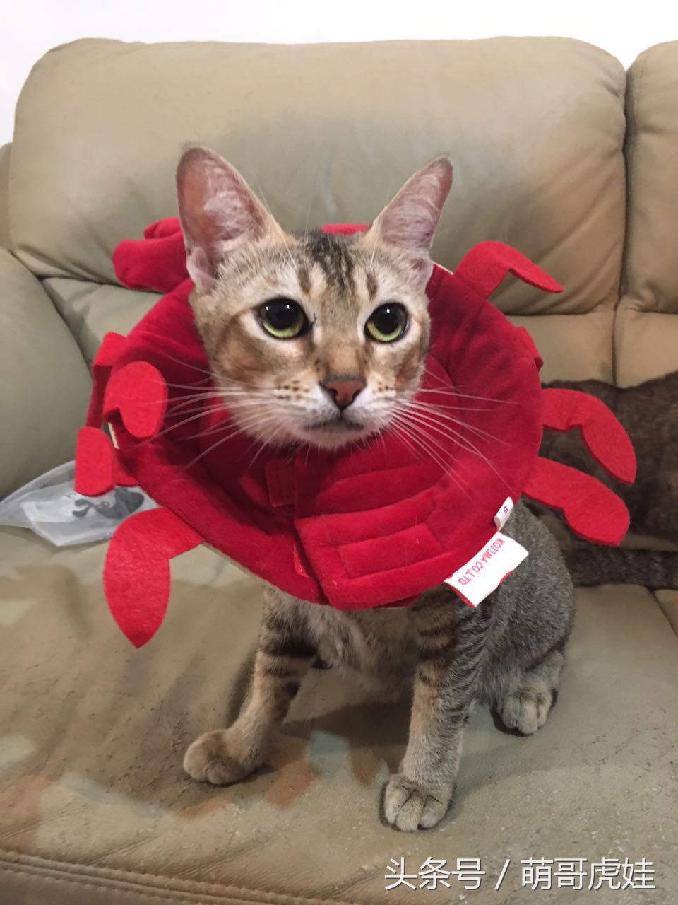 铲屎的给喵星人买了好多卖萌装备，小猫试穿后一脸懵莫名戳中萌点