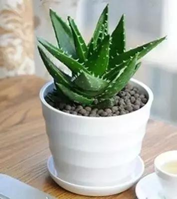 生活妙招：花友们自己制作芦荟面膜