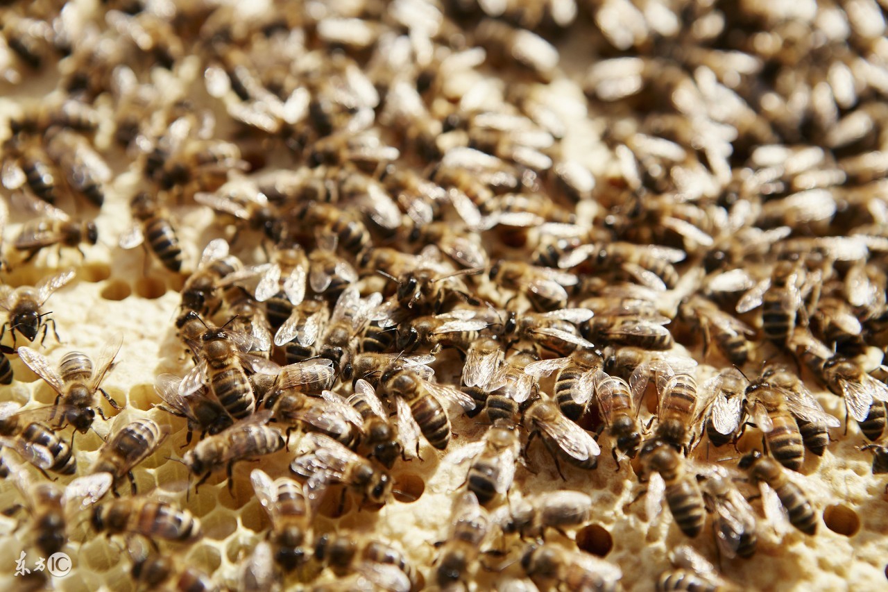 蜜蜂养殖技术新手养殖蜜蜂必读,蜜蜂夏季怎么繁殖