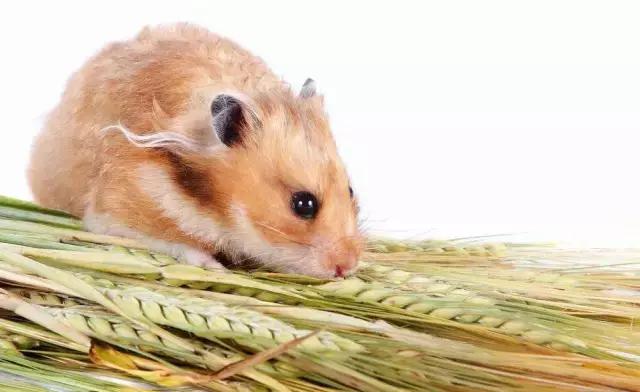 新手养仓鼠十大禁忌,饲养仓鼠的十大禁忌有哪些呢