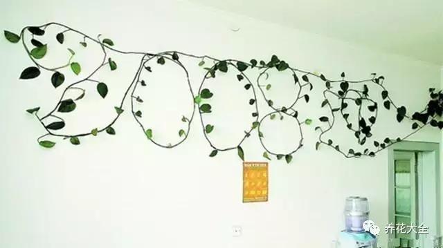 小小的绿萝，竟然完爆你家其他花，甩出十条街都不止！