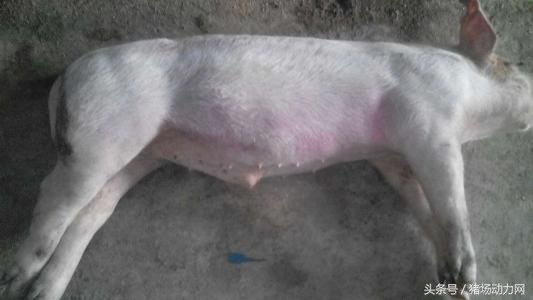 母猪发烧流产鼻子流脓,母猪产后发炎严重流脓原因