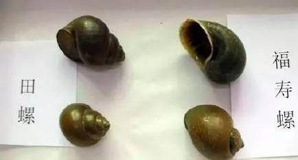 寄生虫入侵大脑的概率,寄生虫进入大脑的后果