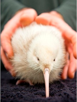 为什么kiwi鸟是新西兰的国鸟,新西兰国鸟图片