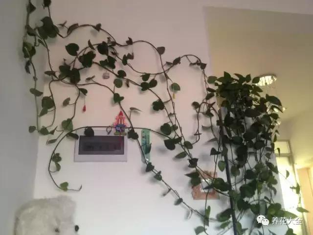 小小的绿萝，竟然完爆你家其他花，甩出十条街都不止！