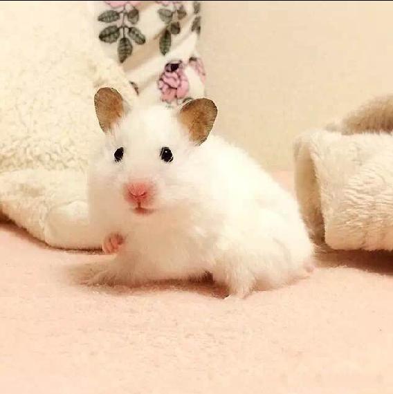 可爱的小仓鼠喜欢吃什么食物,养仓鼠仓鼠喜欢吃什么东西