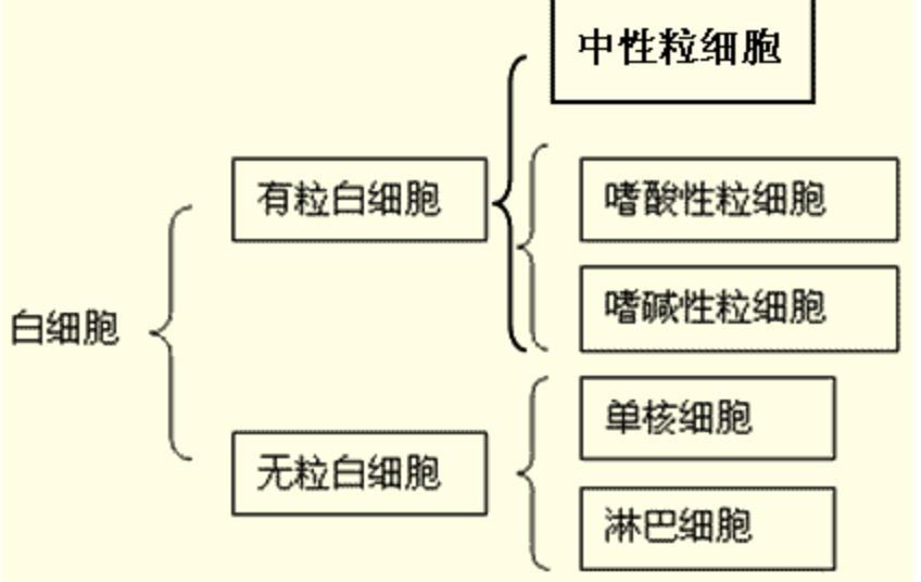 血常规报告单数据能够看出贫血,地中海贫血的血常规报告单怎么看