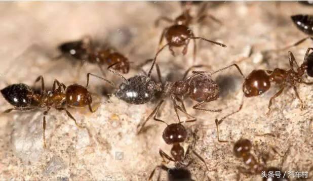 爱车被动物入侵怎么办,爱车遭小猫破坏