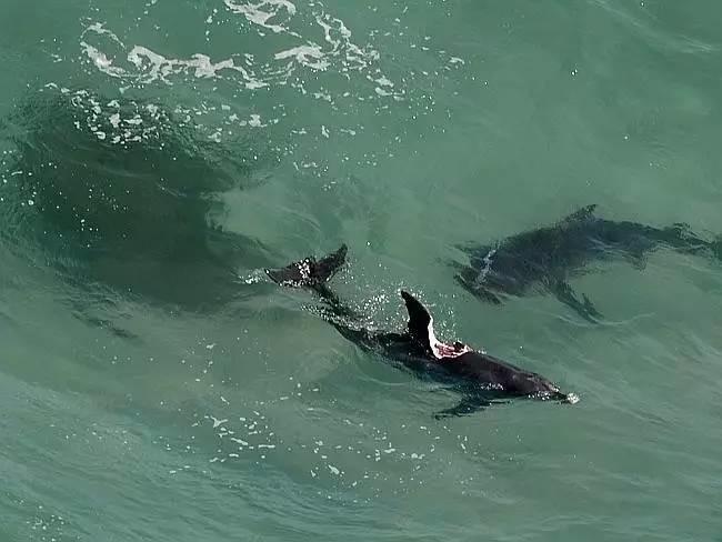 虎鲸和海豚打得赢鲨鱼吗,巨齿鲨打得过巨型虎鲸吗
