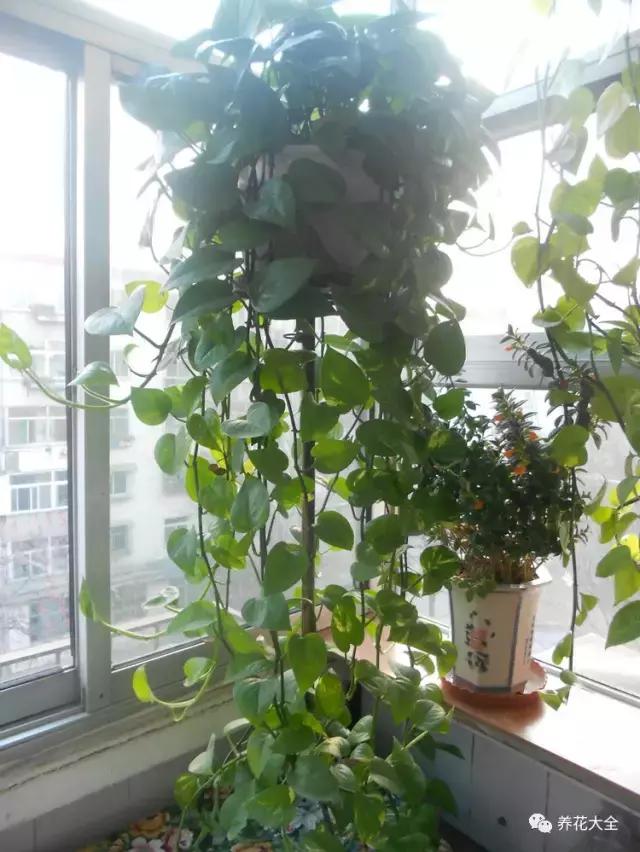 小小的绿萝，竟然完爆你家其他花，甩出十条街都不止！