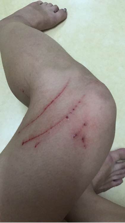 去猫舍，1900买下只暹罗猫，喂养两年后，我们的噩梦开始了！