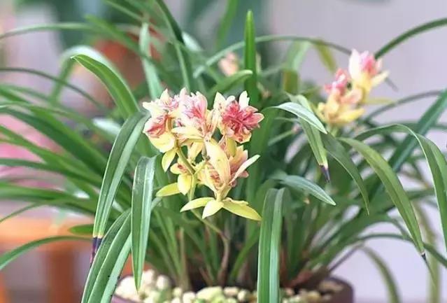四季兰用什么盆栽最好看,四季兰花期养护