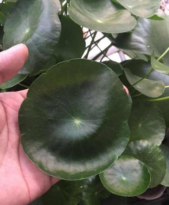 养得特别好看的铜钱草,铜钱草圆圆的叶子像铜钱非常好养