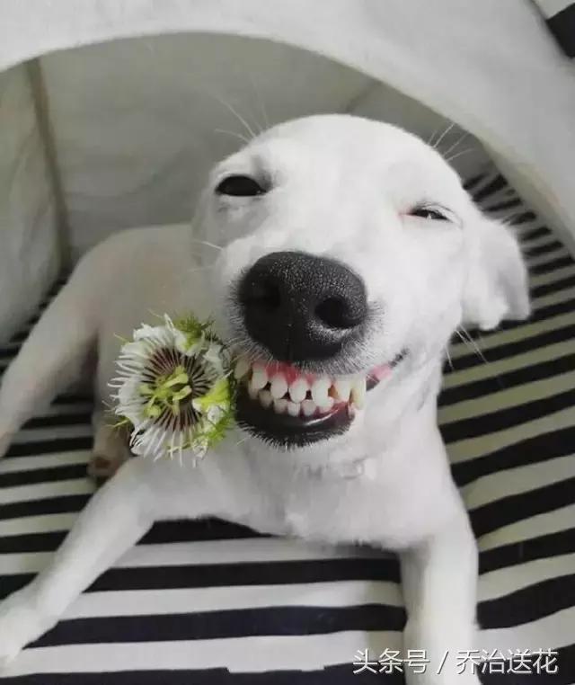 你见过有如此灵性的狗吗,难得一见的好看狗