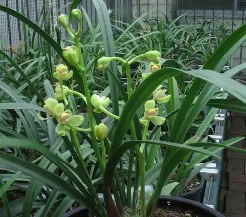 四季兰用什么盆栽最好看,四季兰花期养护