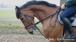 训练马的最佳时间,训练马的耐力技巧