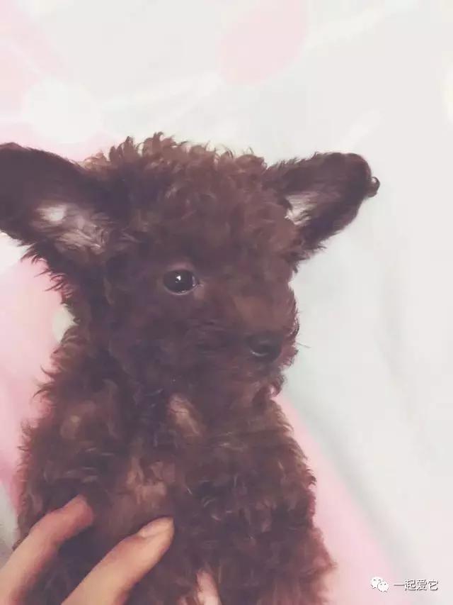 宠爱小故事大全,宠爱故事免费阅读