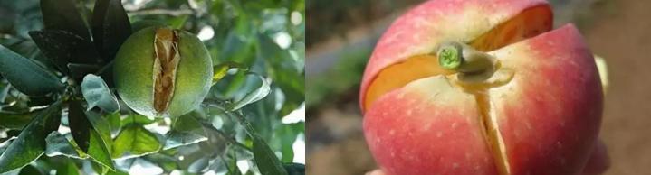 苹果缺钙裂果是什么原因,葡萄缺钙缺硼容易裂果吗