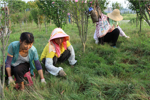 光山县官渡河风景,光山官渡河沙滩公园荷花