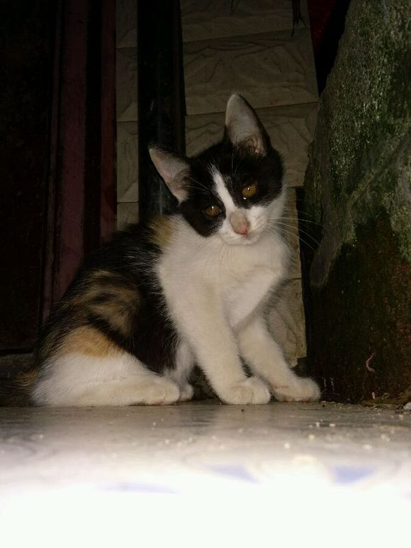 去朋友家，领养了两只小猫咪，喂养一段时间后，噩梦就开始了！