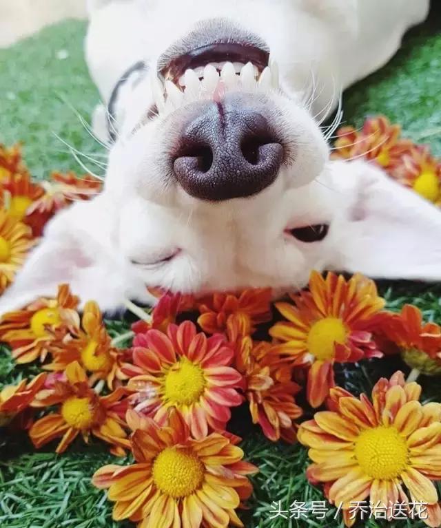 你见过有如此灵性的狗吗,难得一见的好看狗