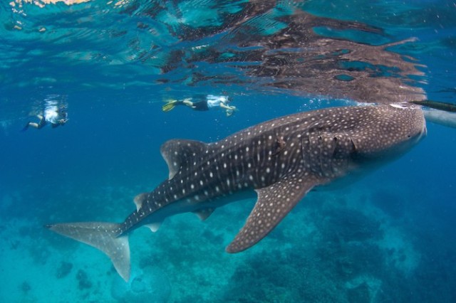 杜马盖地阿波岛图片,杜马盖地阿波岛攻略