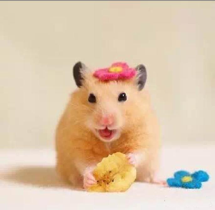 可爱的小仓鼠喜欢吃什么食物,养仓鼠仓鼠喜欢吃什么东西