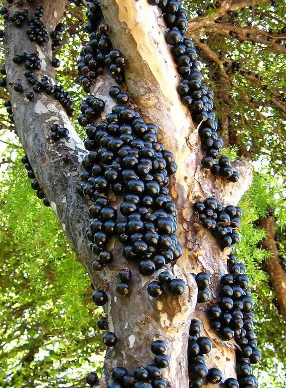 这10种水果外国人听都没听说过，中国人几乎全都认识