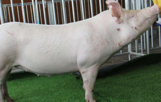 母猪产后奶水少喂什么饲料,母猪产后母乳少如何催乳