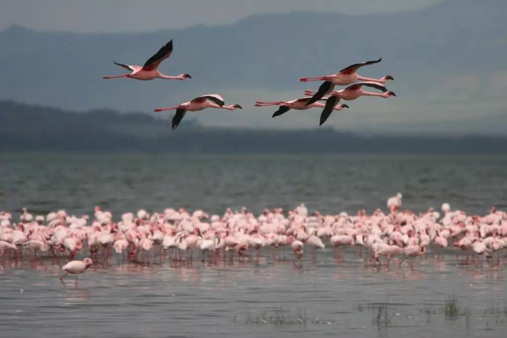 火烈鸟会掉色吗,火烈鸟掉色