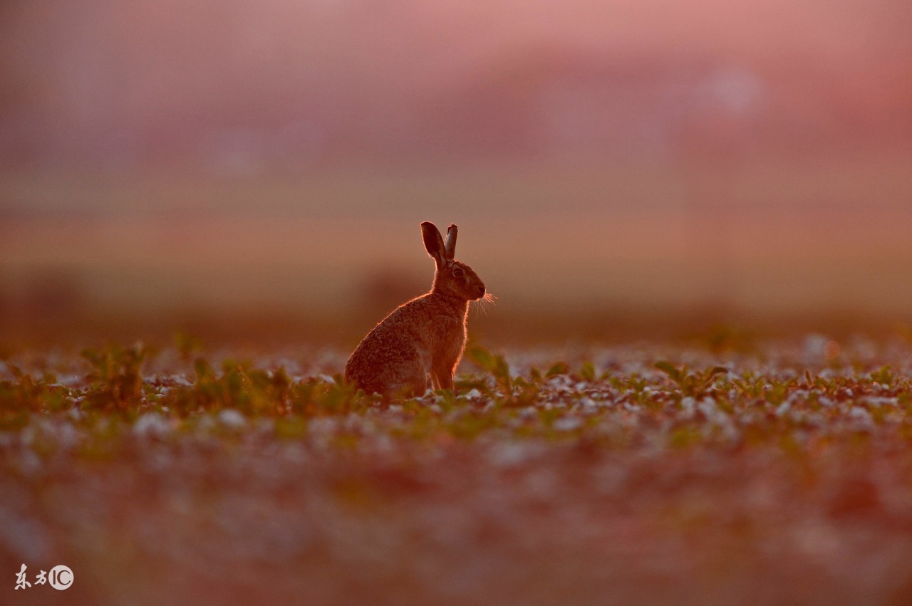 2024属兔化解太岁佩戴观音能够吗,2023年属兔人太岁化解